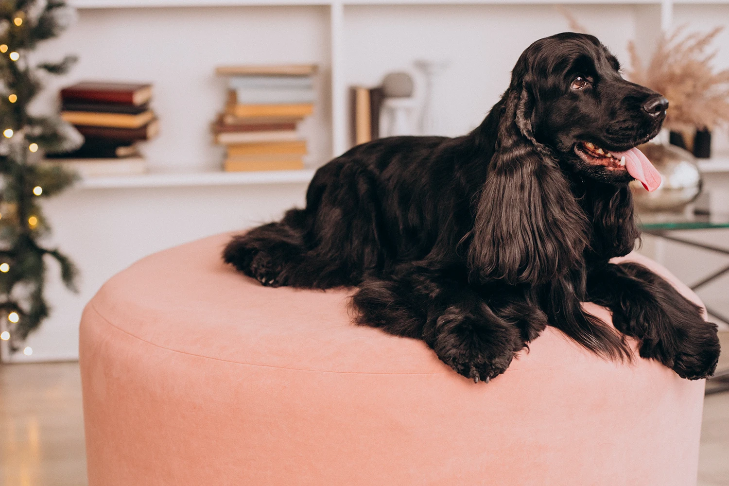 Full dog grooming and revitalizing spa therapy with microbubble bath and paw treatment in Cedar Hill, Texas.