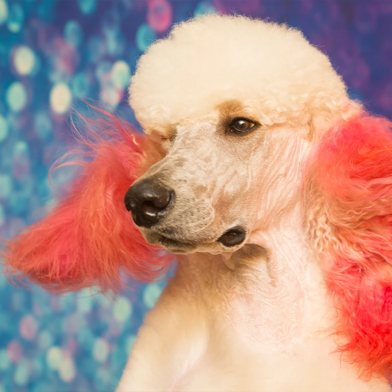 Dog enjoying a relaxing luxury spa treatment at a full-service grooming salon in Grand Prairie, Texas.