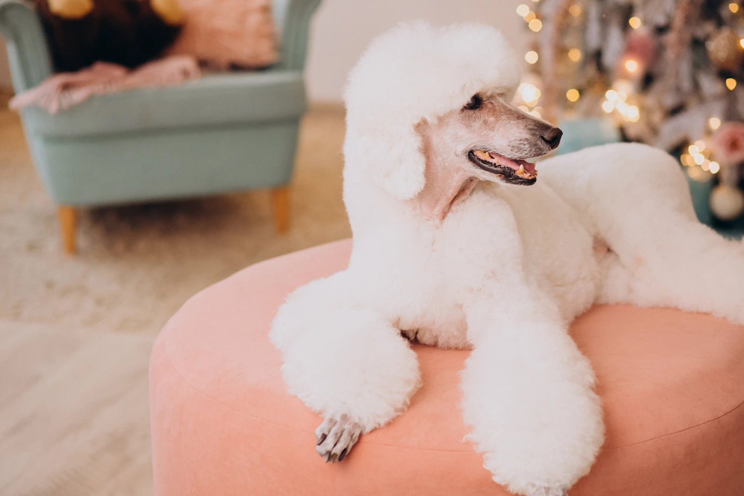 Dog receiving a signature full-service luxury groom with precision styling and lavender facial in Lake Ridge, Texas.