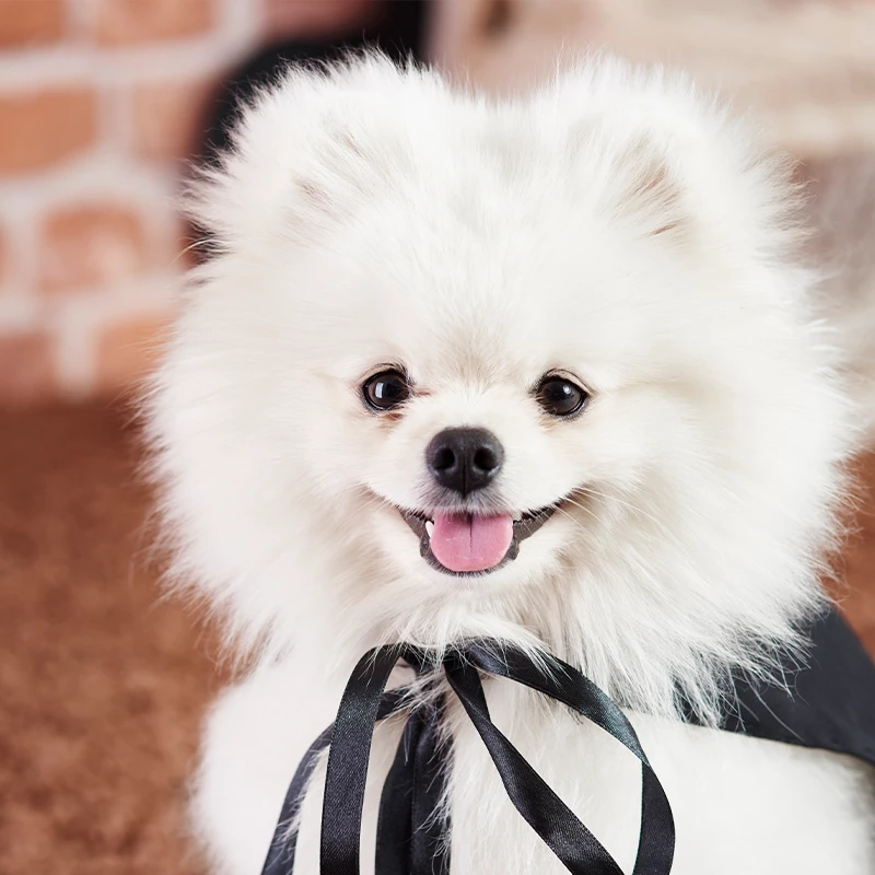 Dog receiving a soothing facial with aromatherapy and coat conditioning at a luxury dog spa in Cedar Hill, Texas.