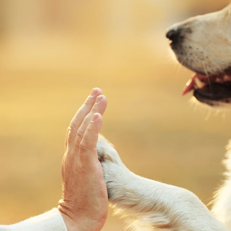 Dog nail trimming and paw care service at a professional dog spa in Cedar Hill, Texas.