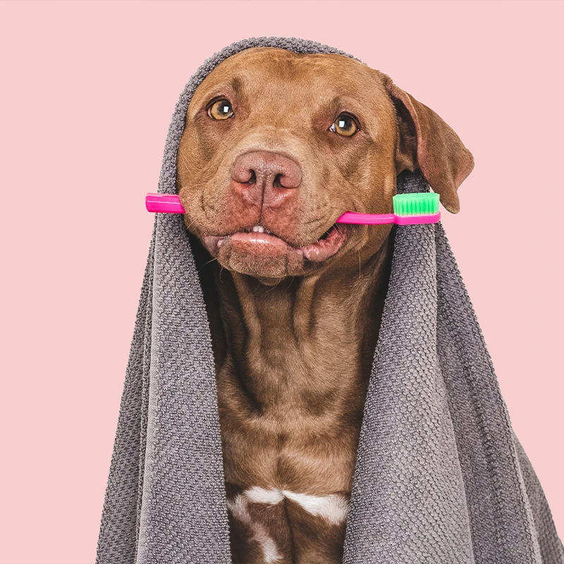 Dog enjoying a teeth cleaning treatment at a professional dog grooming salon in Lake Ridge, Texas.